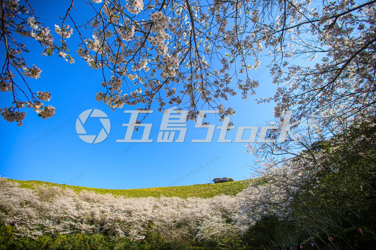 箕岳の満開の桜が広がる丘と澄み切った青空