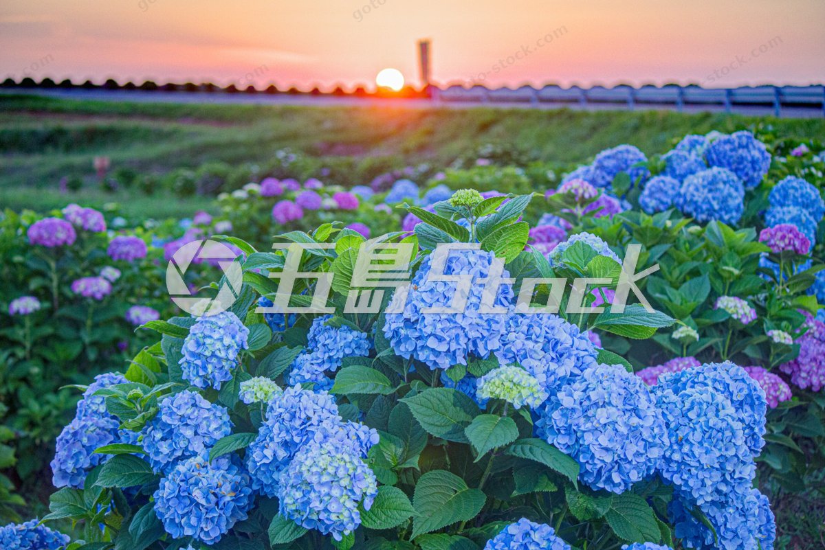 五島列島、初夏の夕暮れを彩る紫陽花ロードの絶景