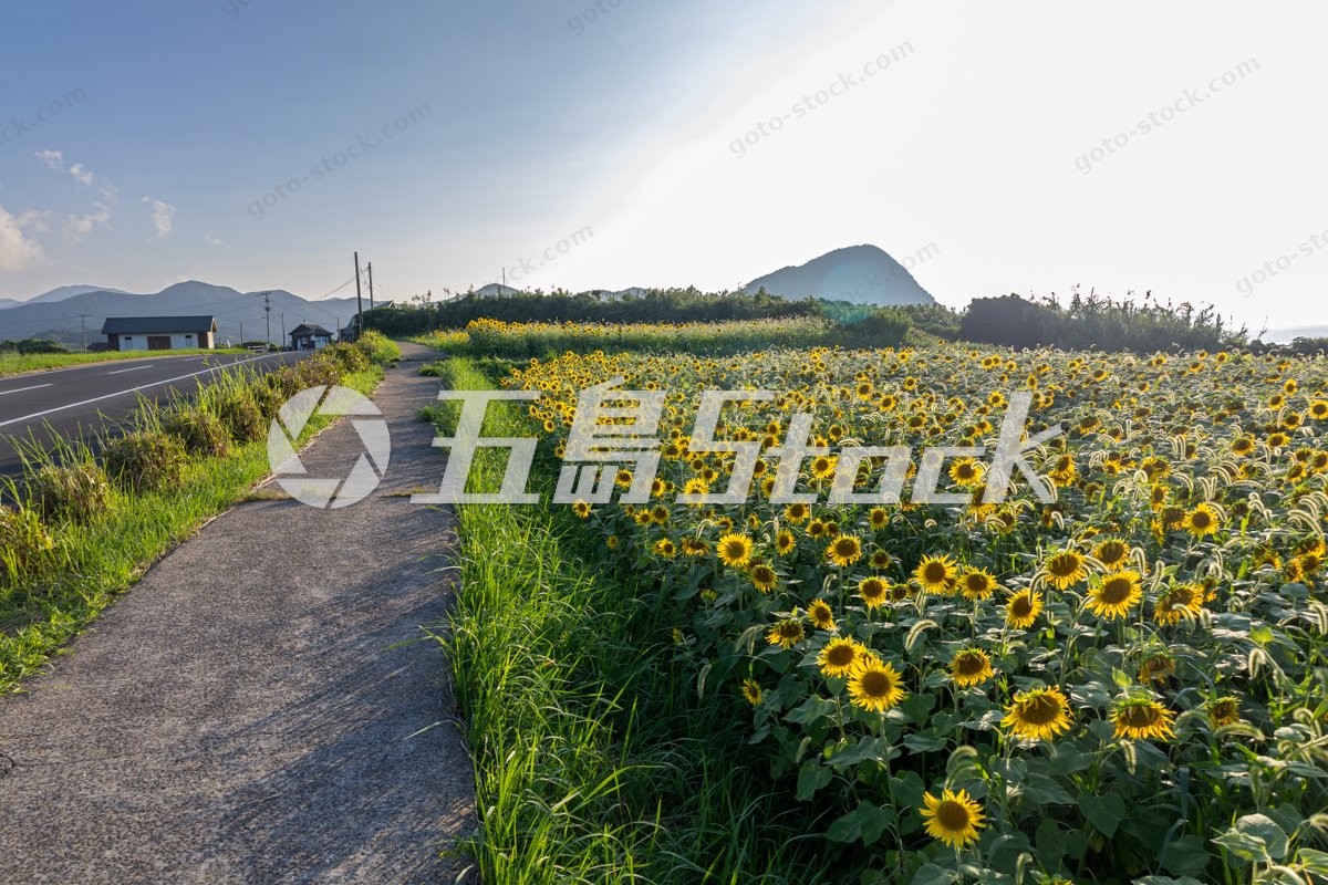 陽光降り注ぐ五島列島 魚津ヶ崎公園の夏、眩しいひまわり畑と青空の道