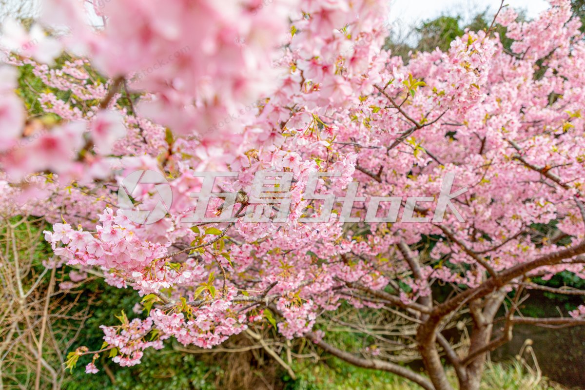 春を告げる奥浦地区の河津桜