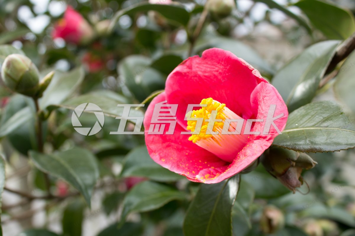 ヤブツバキの花をクローズアップ｜五島列島・福江島