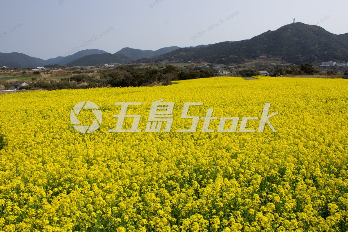 五島列島に春告げる黄色い絨毯、菜の花畑と山々の絶景