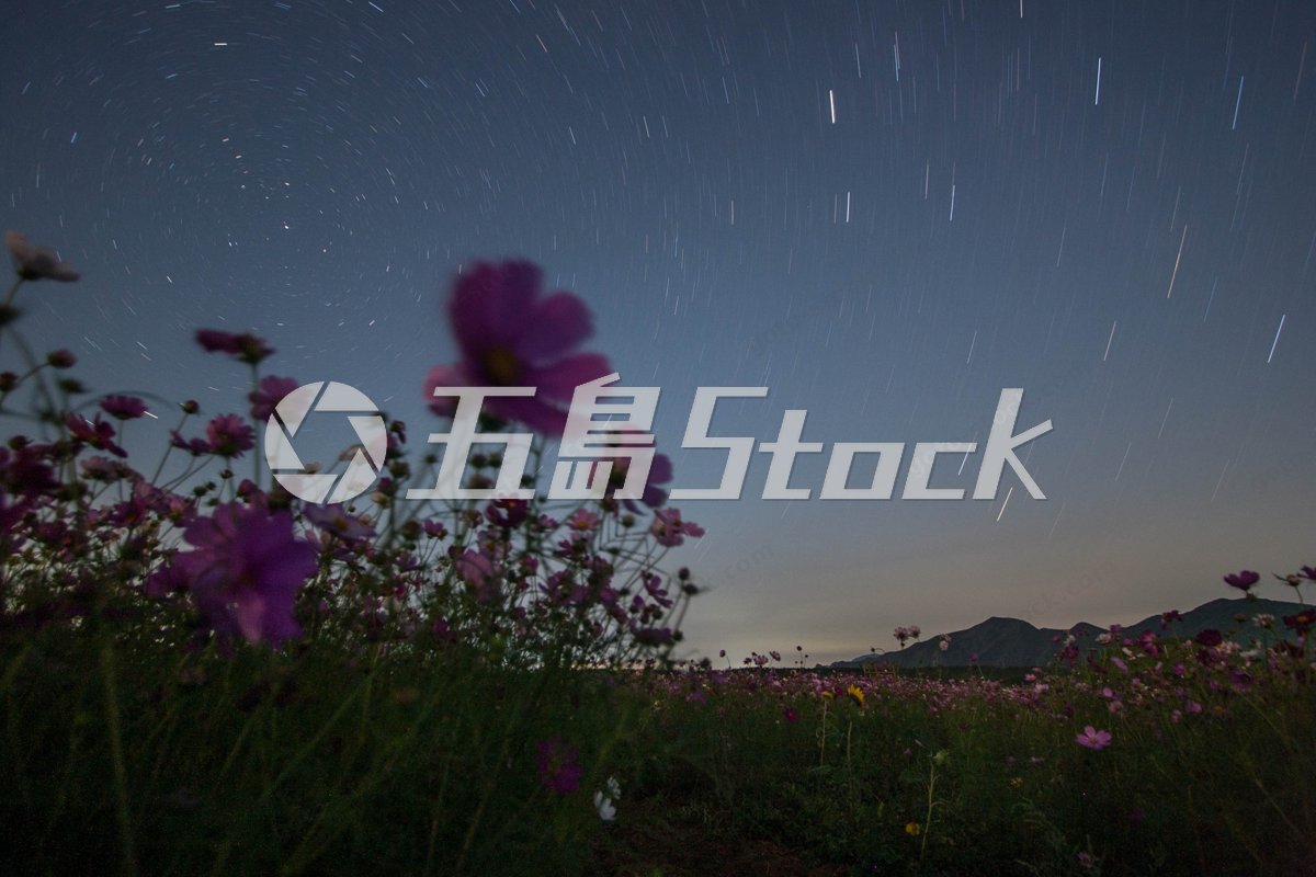 晩夏の五島列島、星空とコスモスが織りなす幻想的な夜