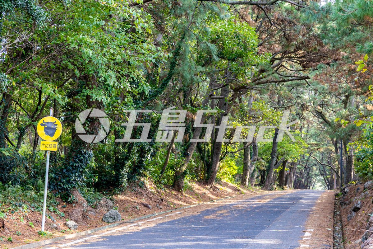 小値賀島・姫の松原の牛注意標識と緑に囲まれた道路