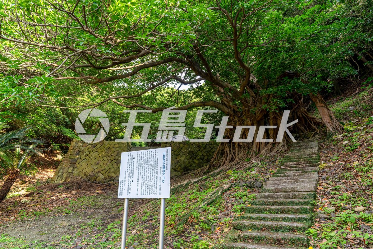 県指定天然記念物・玉之浦のアコウ