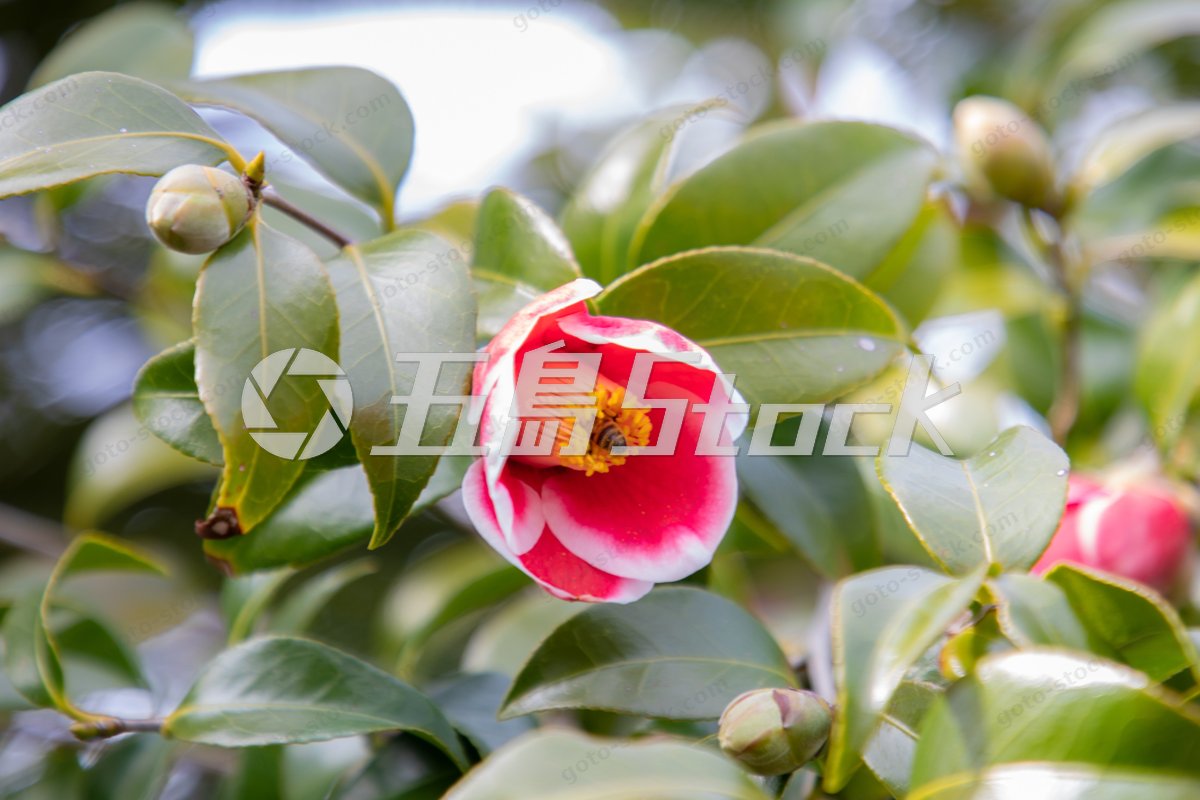 玉之浦の花とミツバチ｜五島列島・福江島