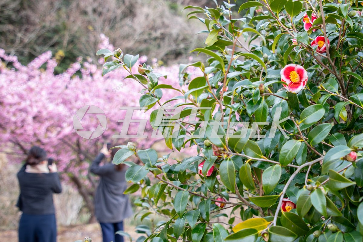 春の花景色と玉之浦｜五島列島・福江島
