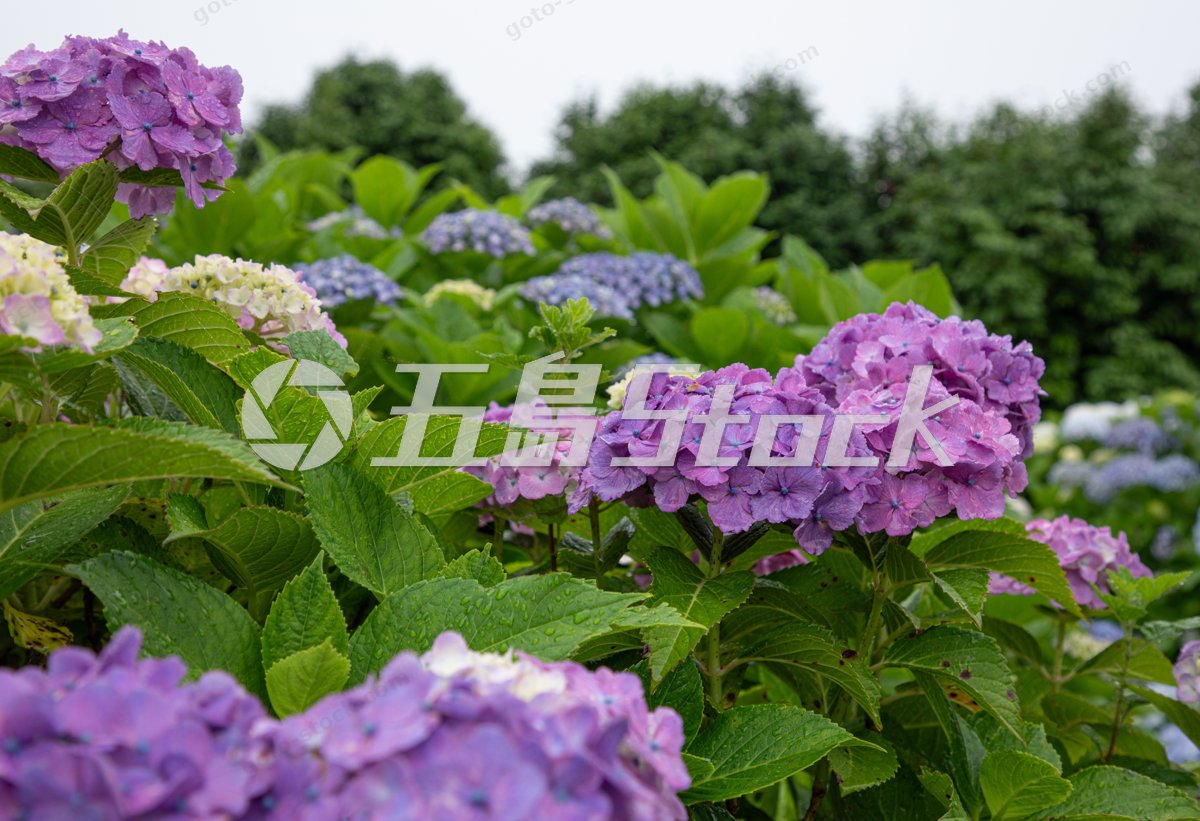 雨粒をまとった紫陽花｜五島列島・福江島