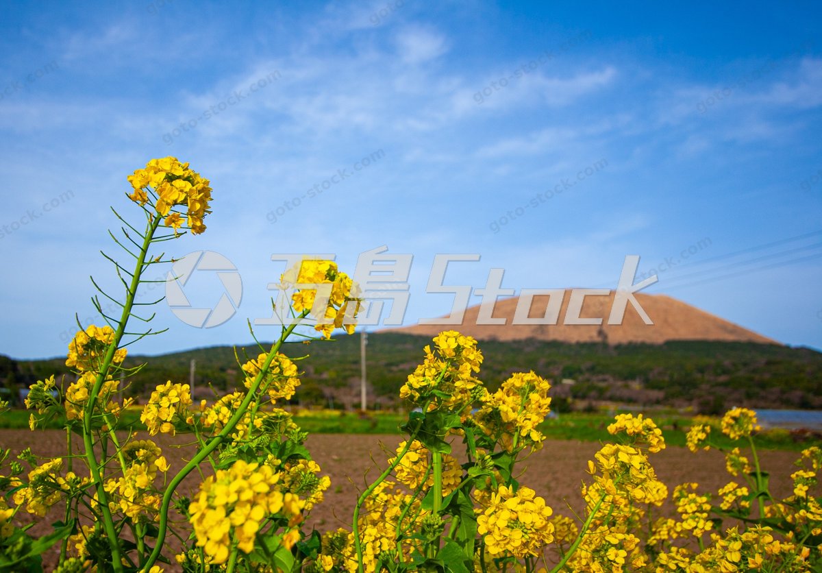 五島列島 福江島の春、菜の花と鬼岳が織りなす感動風景