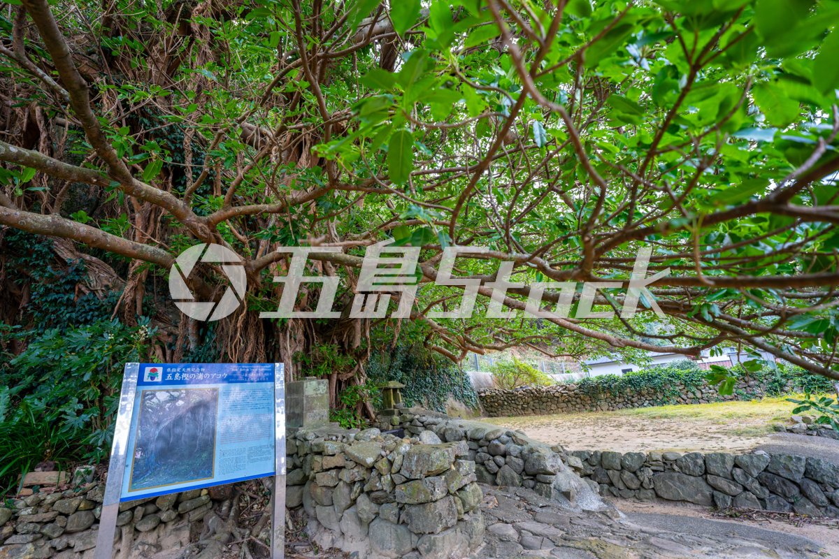 樫ノ浦のアコウ巨木と案内板｜五島列島・福江島