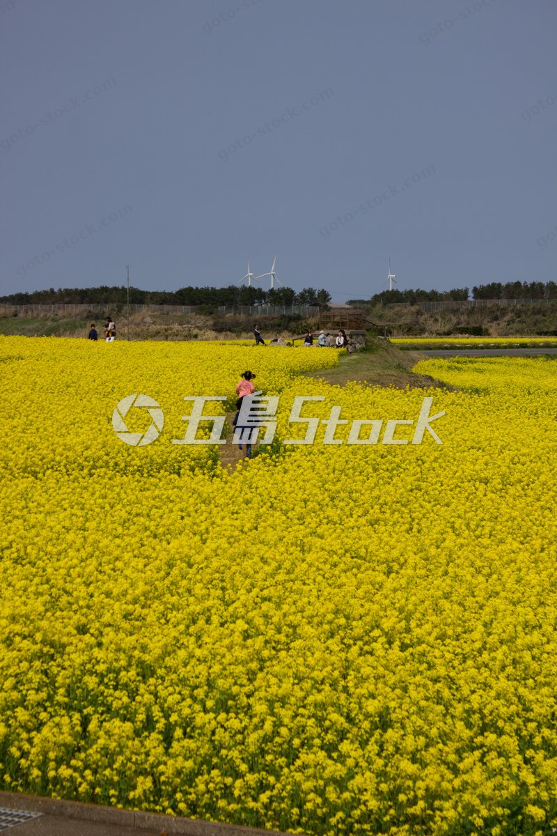 五島列島・福江島を彩る菜の花畑と風車、春の家族旅行
