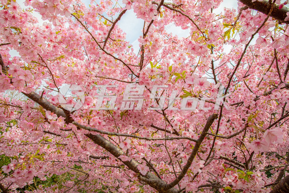 奥浦地区を彩る満開の河津桜