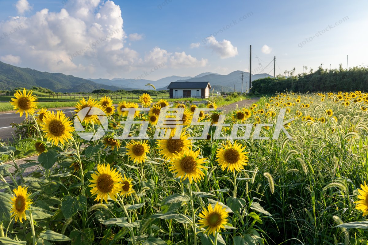 五島列島の夏を彩る、青空とひまわり畑の絶景