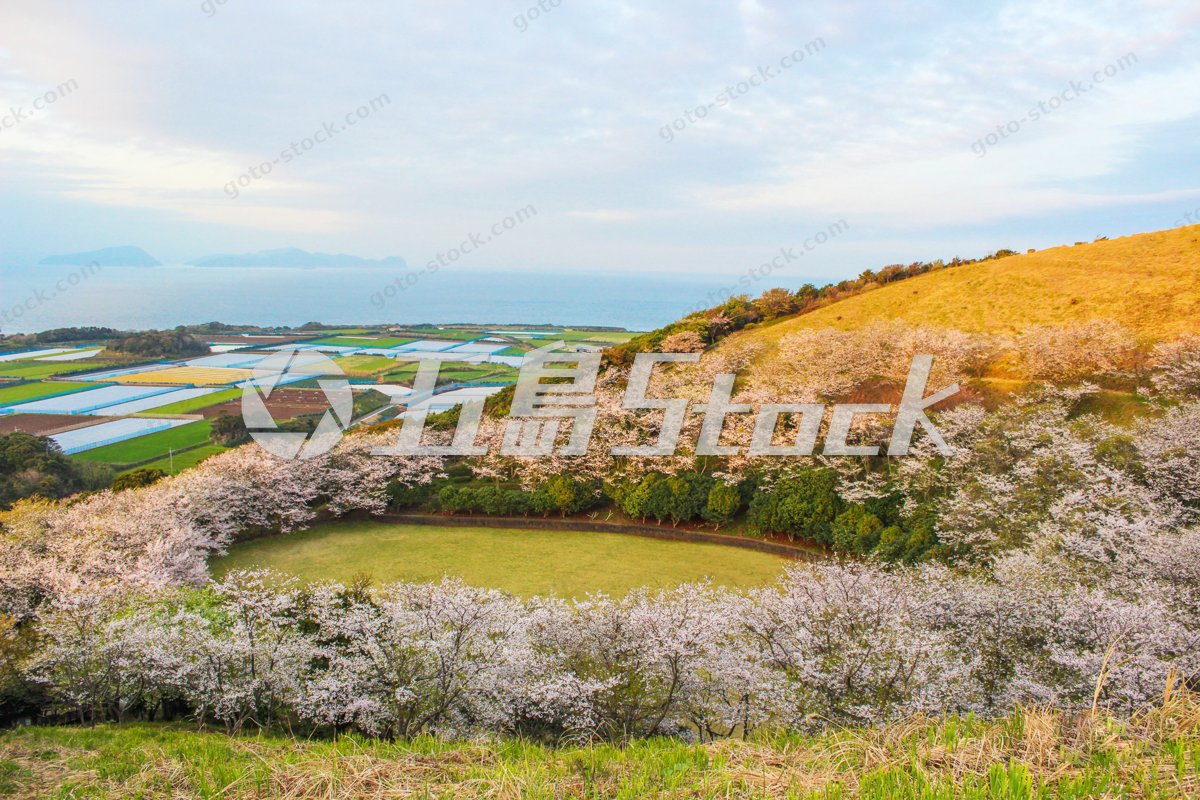 春爛漫の五島列島：桜と畑、そして海が織りなす福江島の絶景