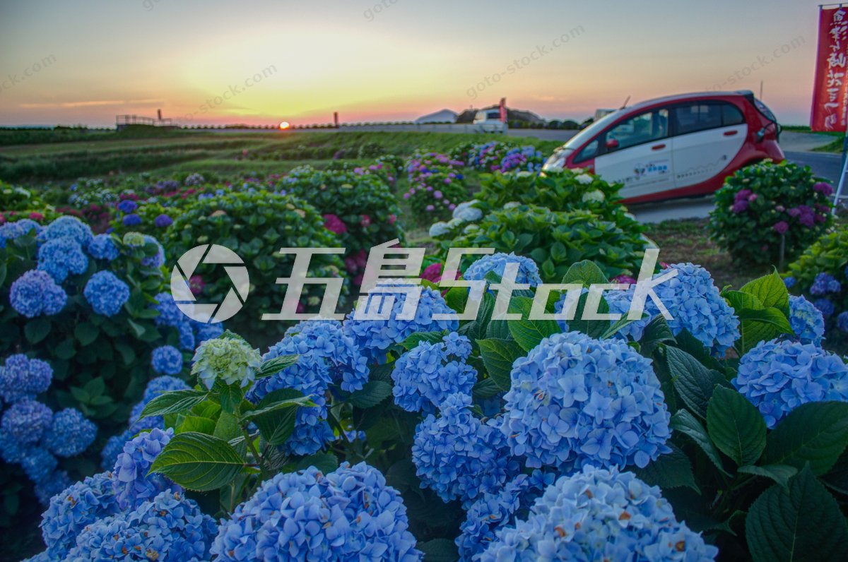 五島列島の初夏を彩る紫陽花と夕焼けの絶景ドライブ