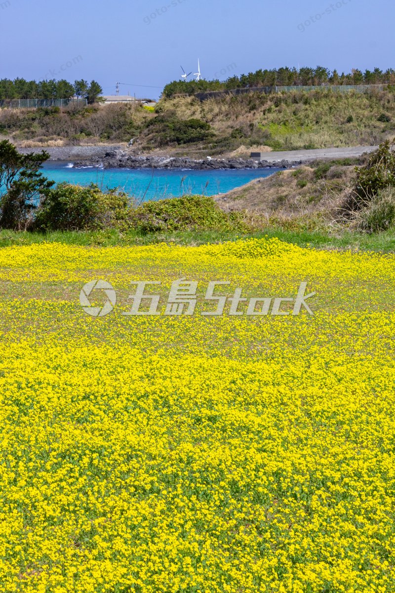 五島列島・福江島 春爛漫！菜の花畑と輝くターコイズブルーの海