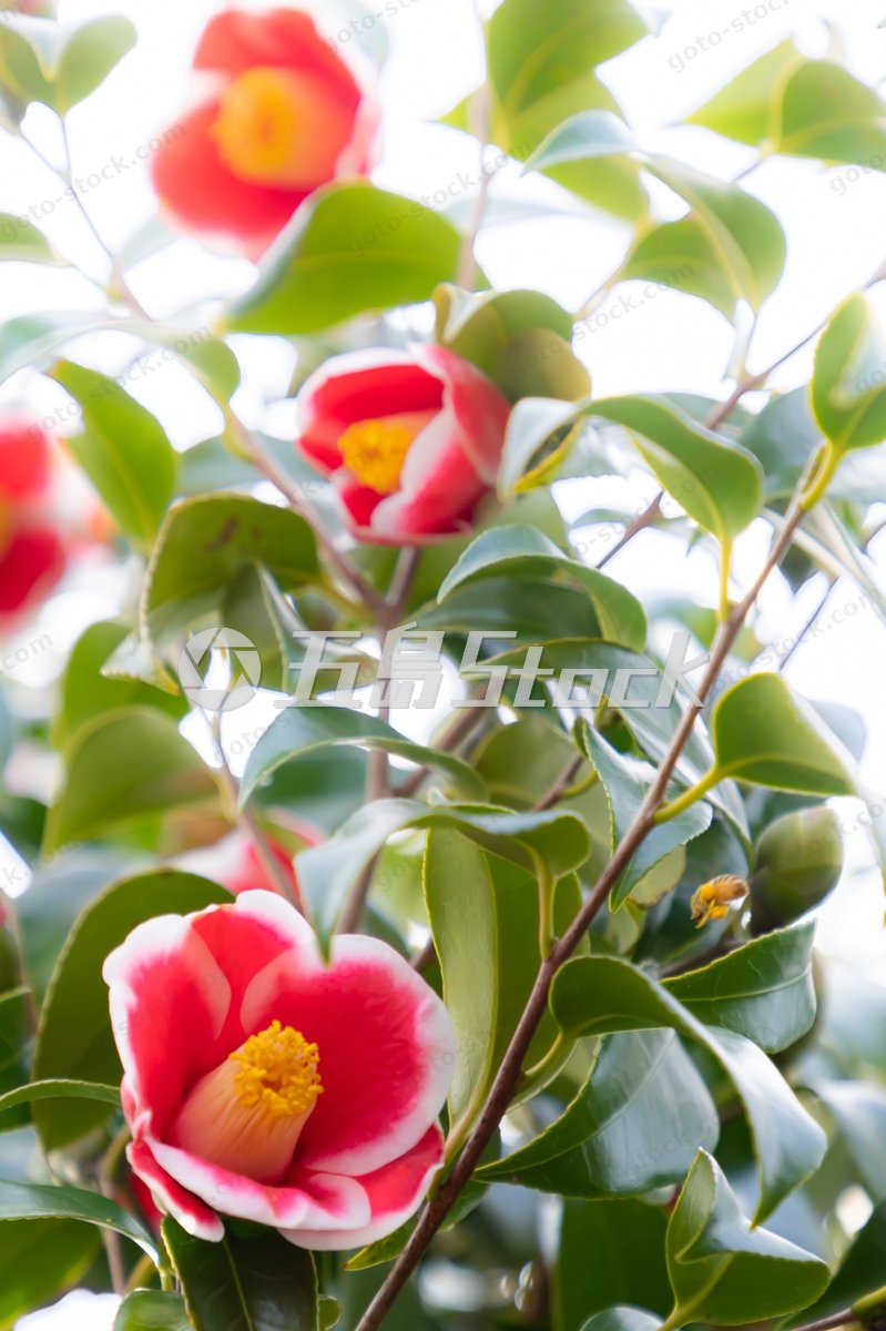 枝先に咲く玉之浦の花々｜五島列島の椿