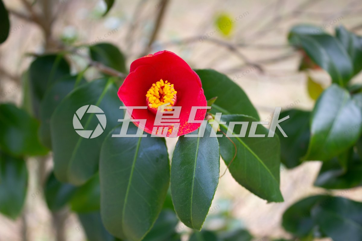 五島列島 緑の葉に囲まれた赤い椿の花