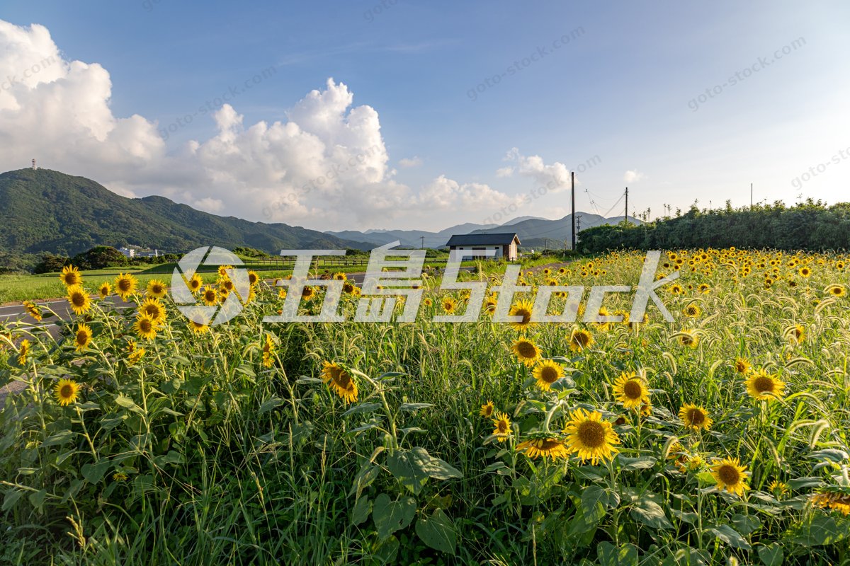 長崎・五島列島に咲き誇る夏のひまわり畑の絶景