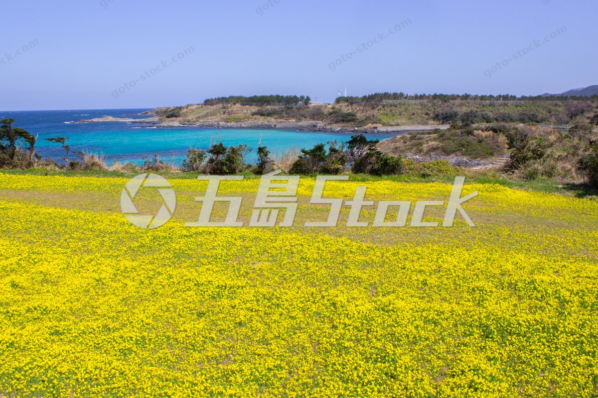 五島列島の春を彩る菜の花畑とターコイズブルーの海