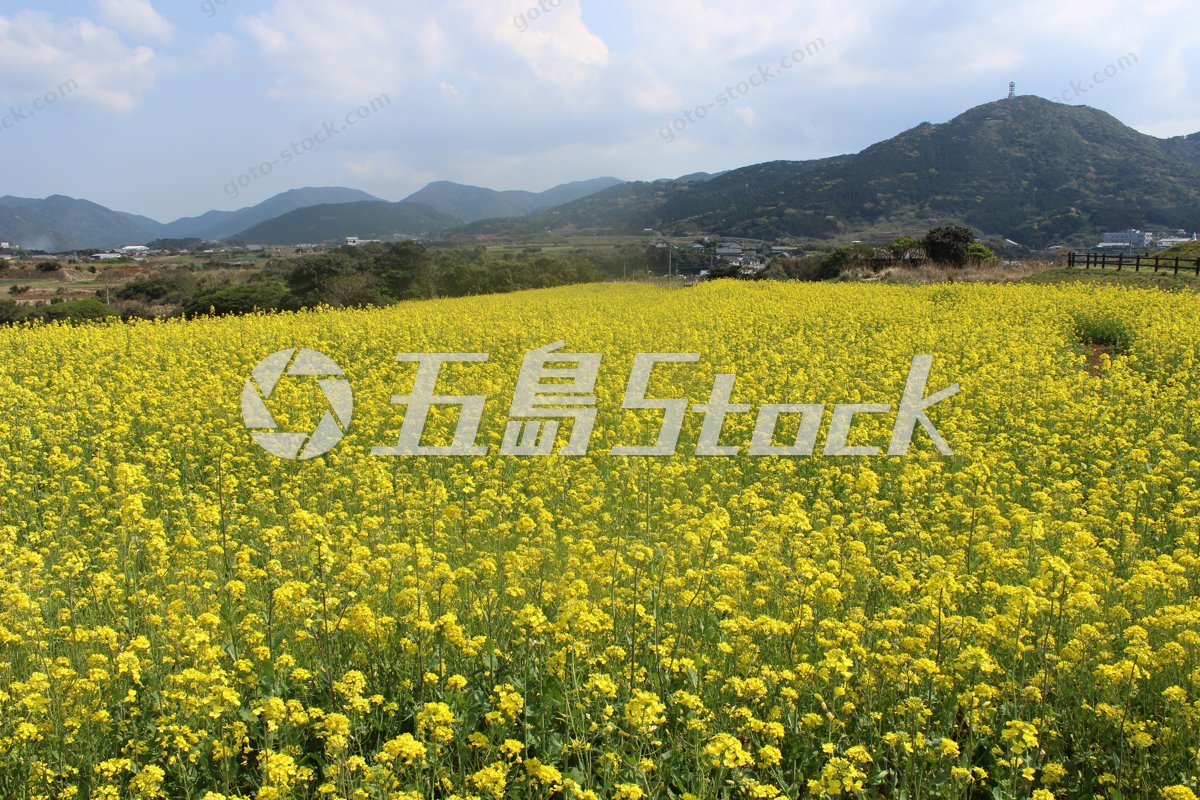 長崎五島列島の春爛漫、山を望む菜の花の絶景絨毯