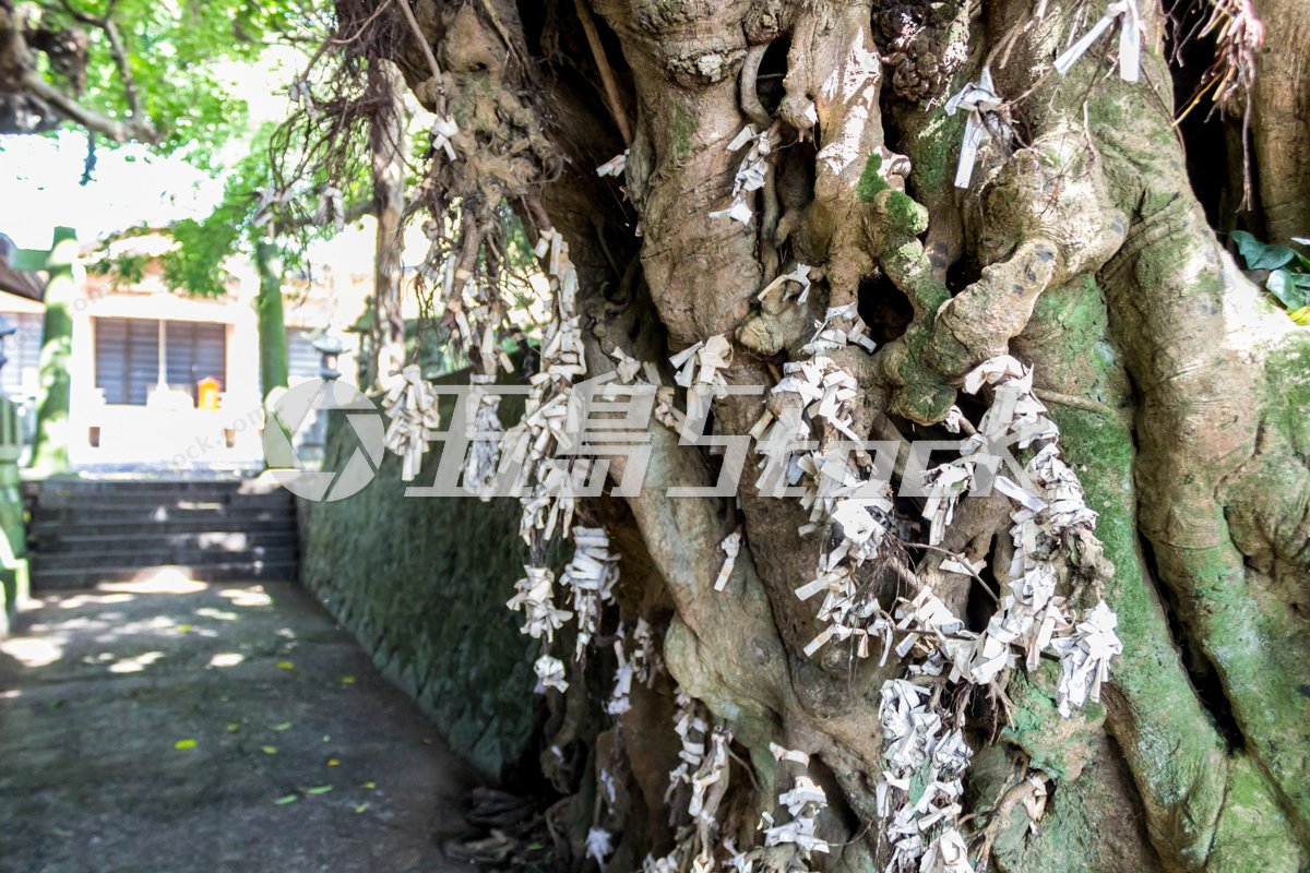 奈良尾のあこう樹、神社境内のあこうの木に結ばれたおみくじ