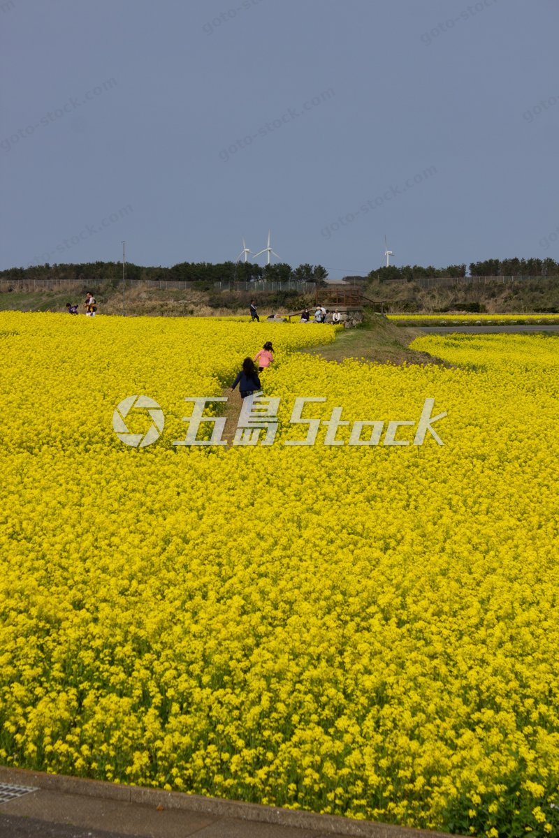 福江島の春爛漫！菜の花畑を駆ける子供たちと風車
