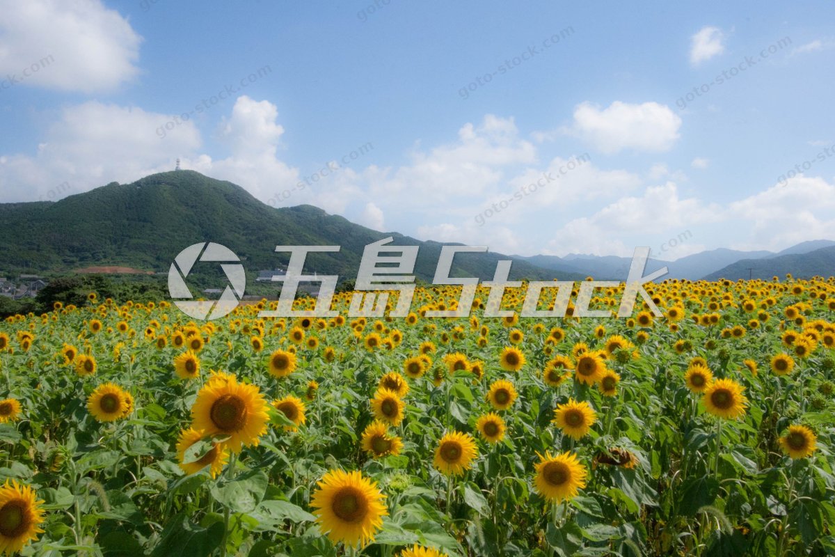 福江島の夏景色、青い空と輝くひまわり畑のパノラマ