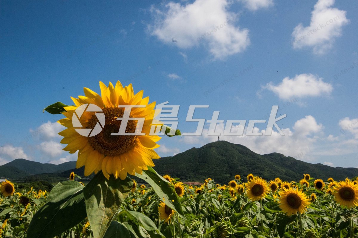 五島列島・福江島を彩る夏のひまわり畑と鬼岳の絶景
