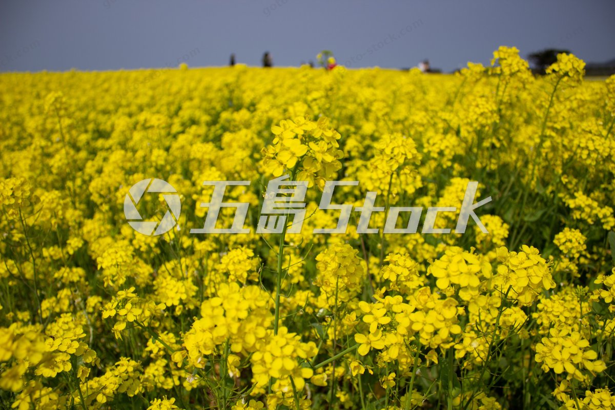 五島市を彩る春の訪れ：一面の菜の花が輝く絶景