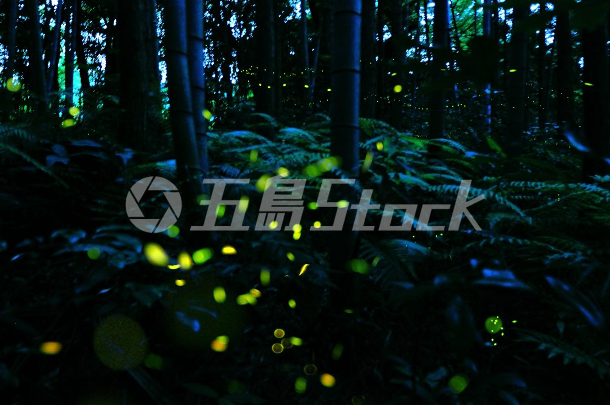 五島Stock