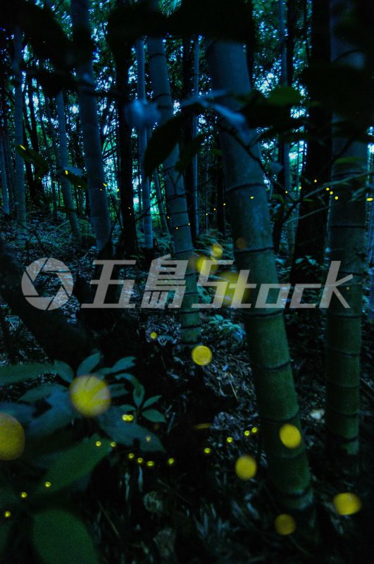五島Stock