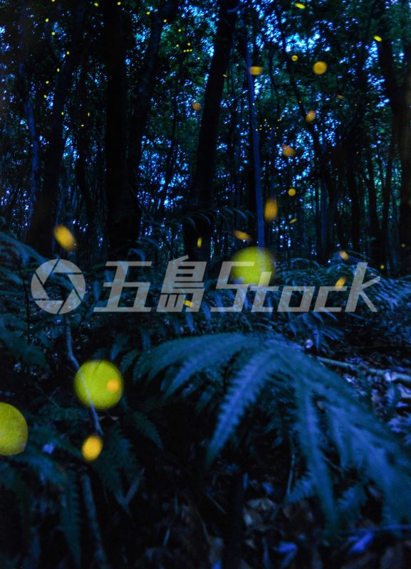 五島Stock