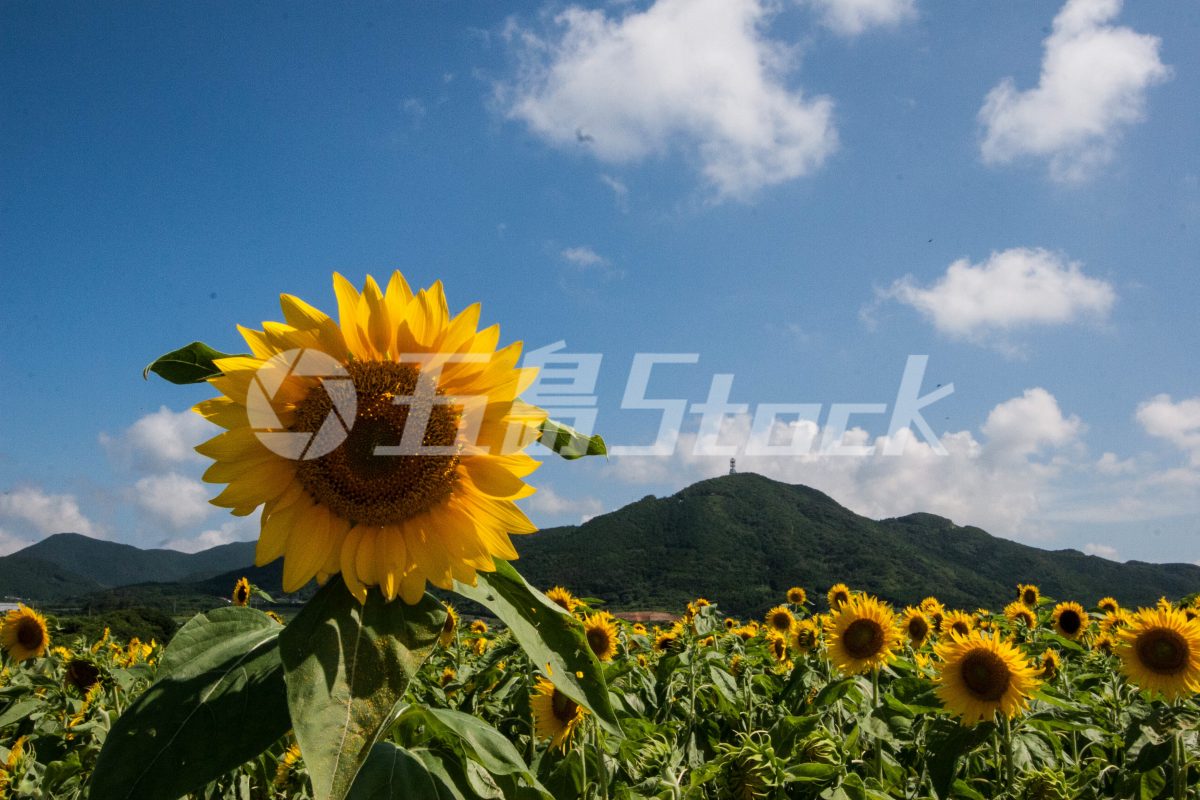 五島Stock