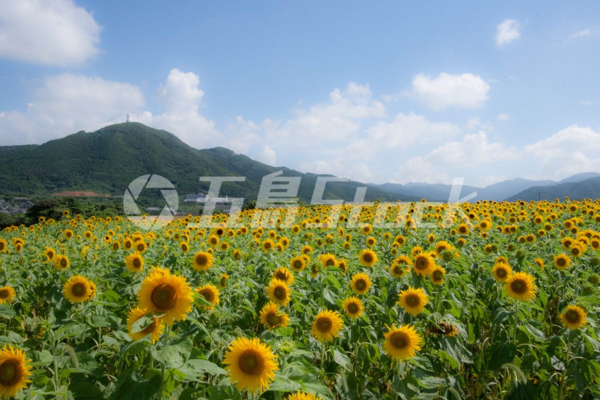 五島Stock