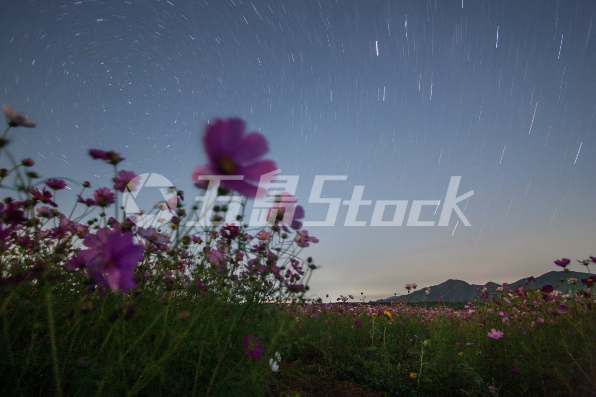 五島Stock