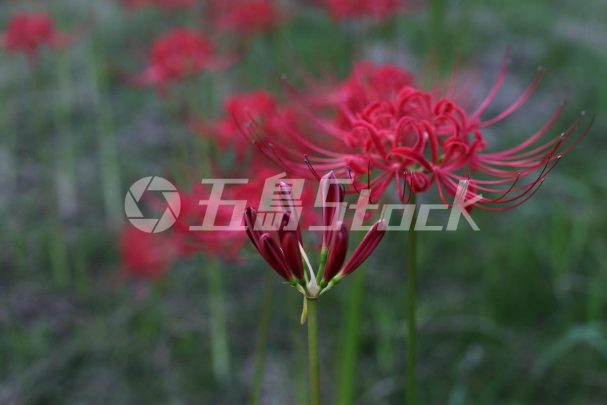 五島Stock