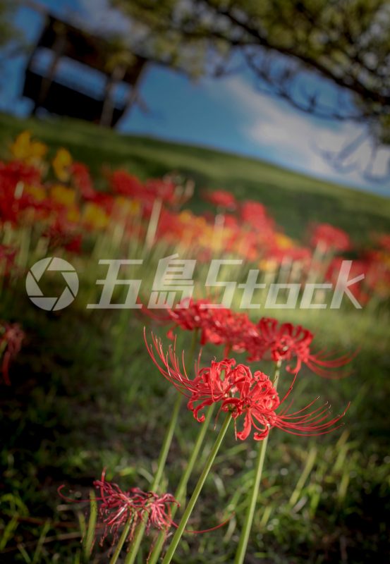 五島Stock
