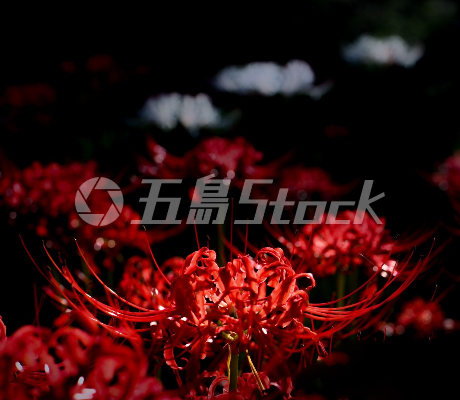 五島Stock