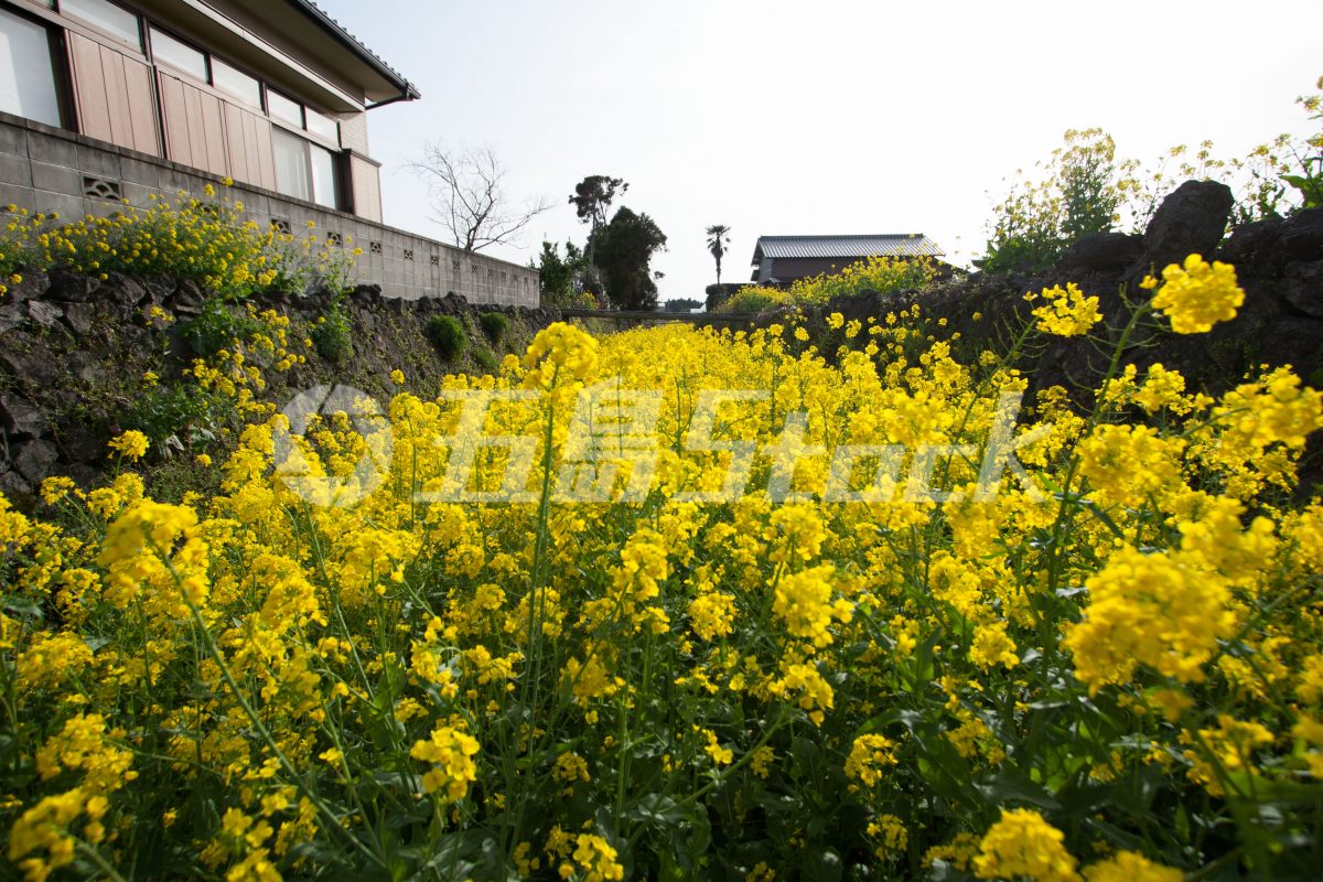 五島Stock