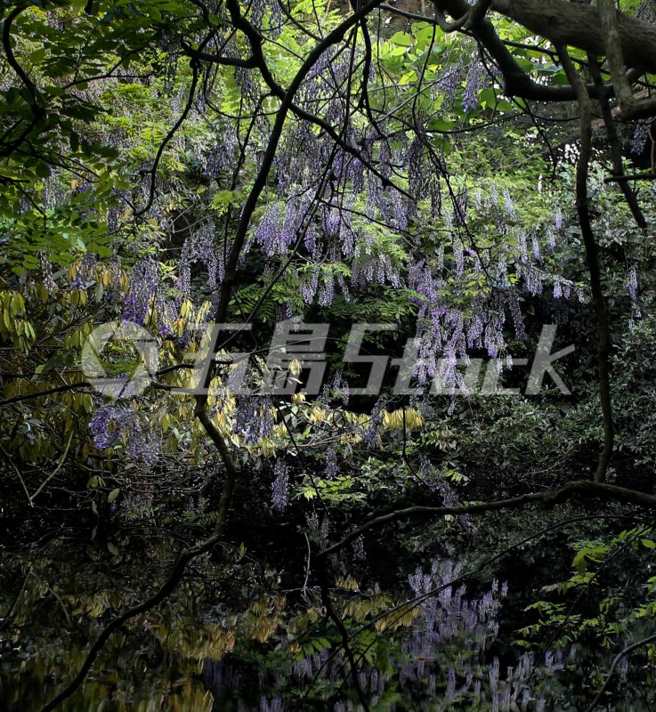 五島Stock