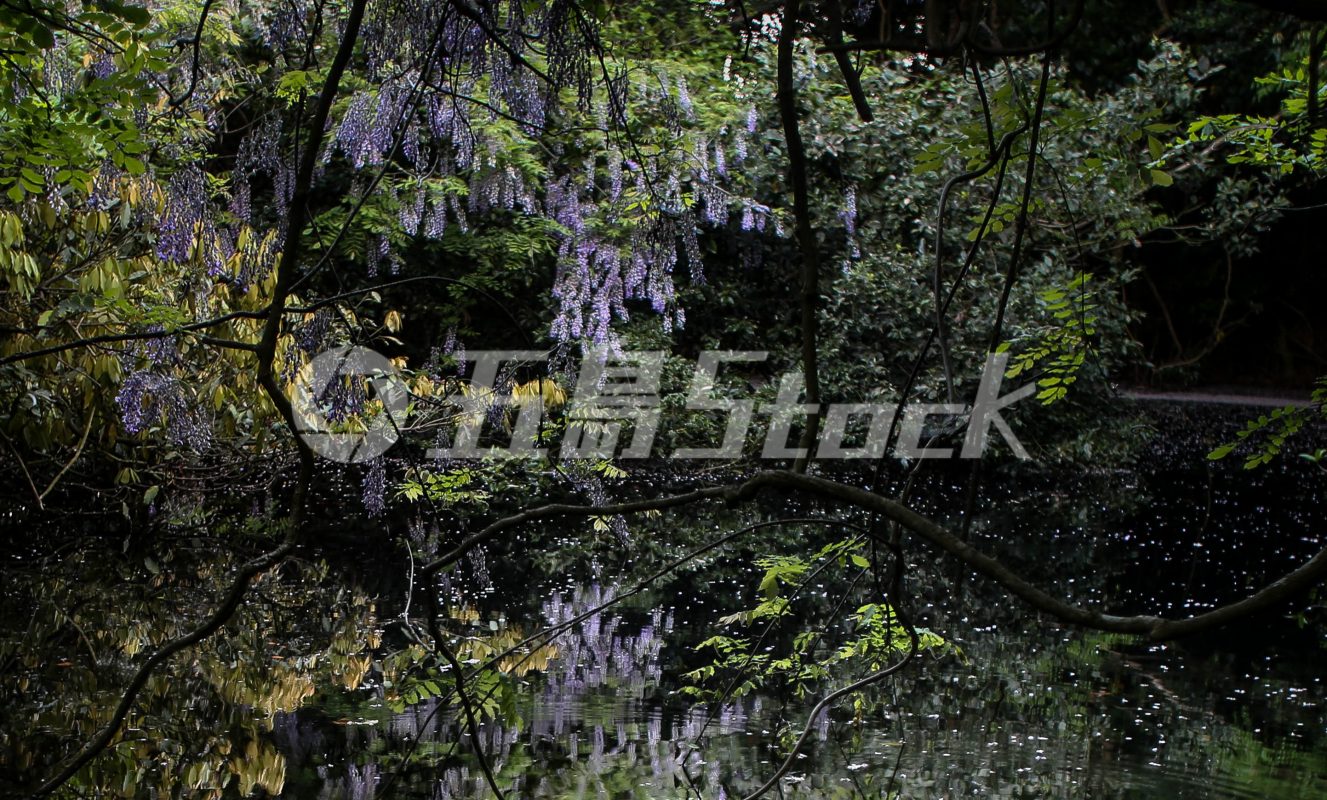 五島Stock