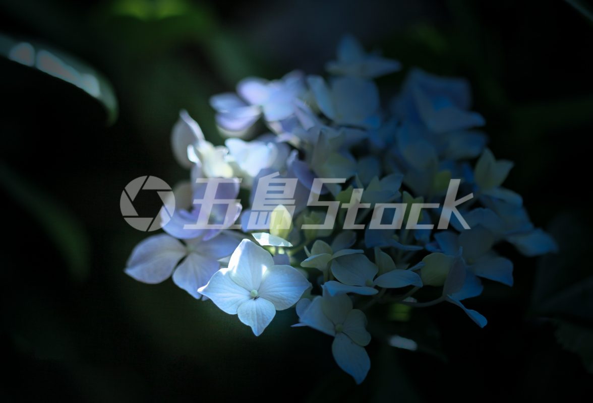 五島Stock
