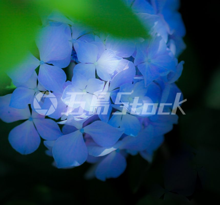 五島Stock