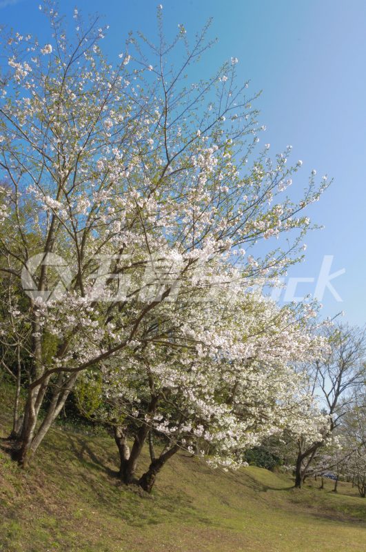 五島Stock