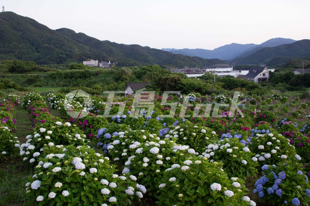 五島Stock