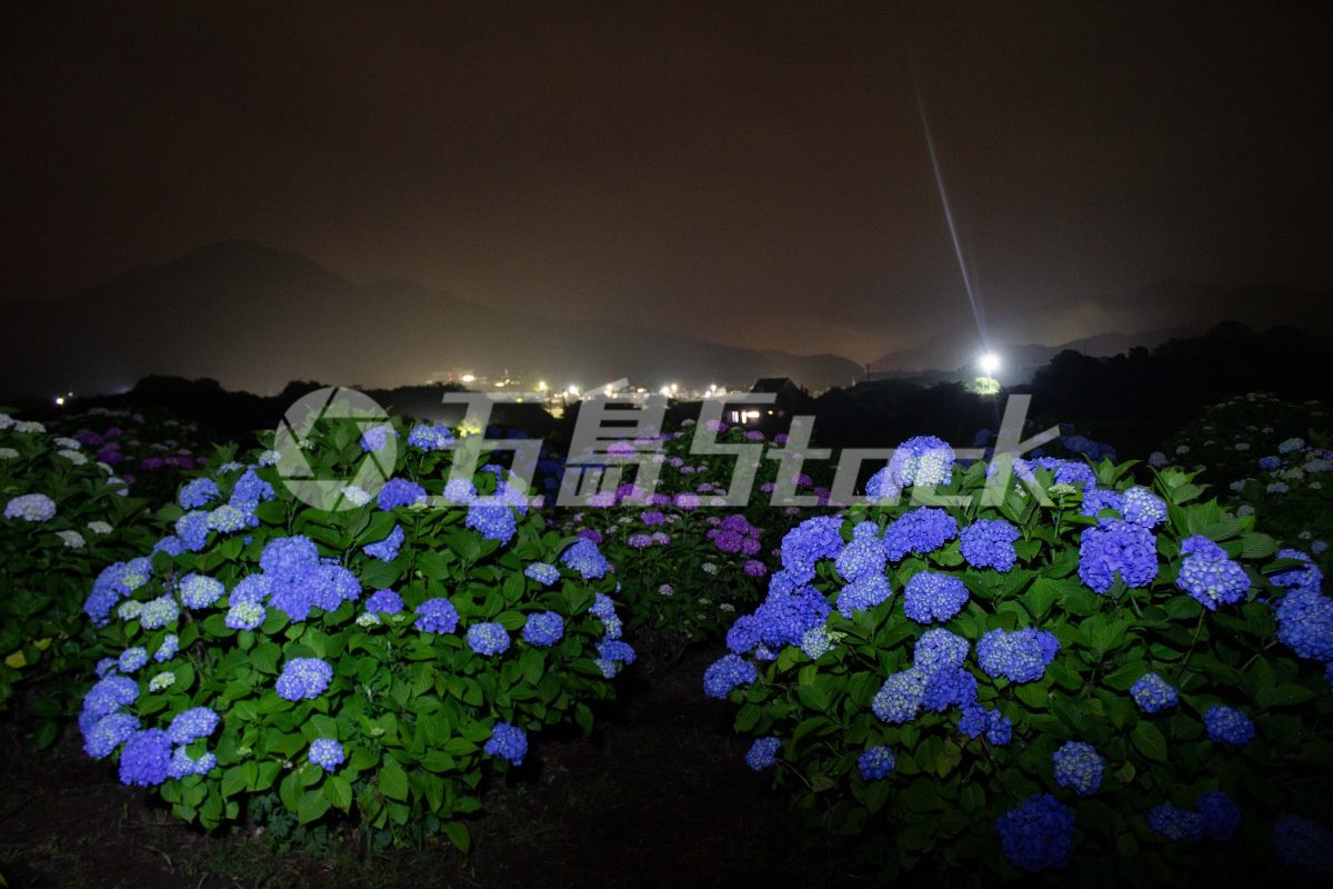 五島Stock