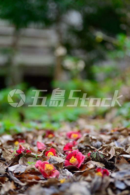 五島Stock