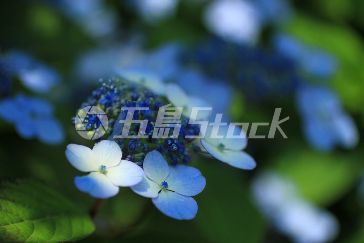 五島Stock
