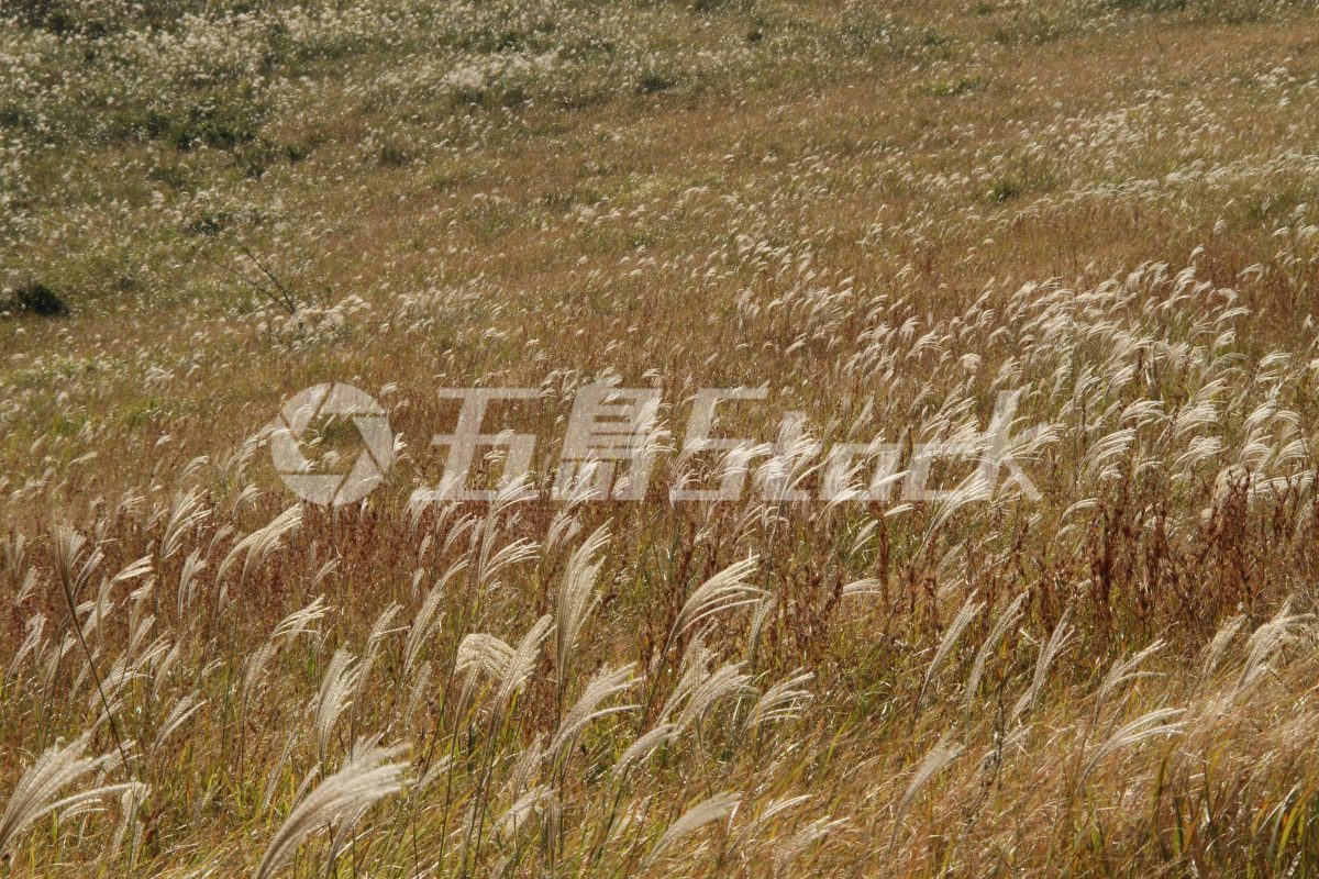 五島Stock